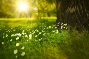 Sunlit meadow with blooming white wildflowers beside a large tree trunk, glowing under warm afternoon sunlight.